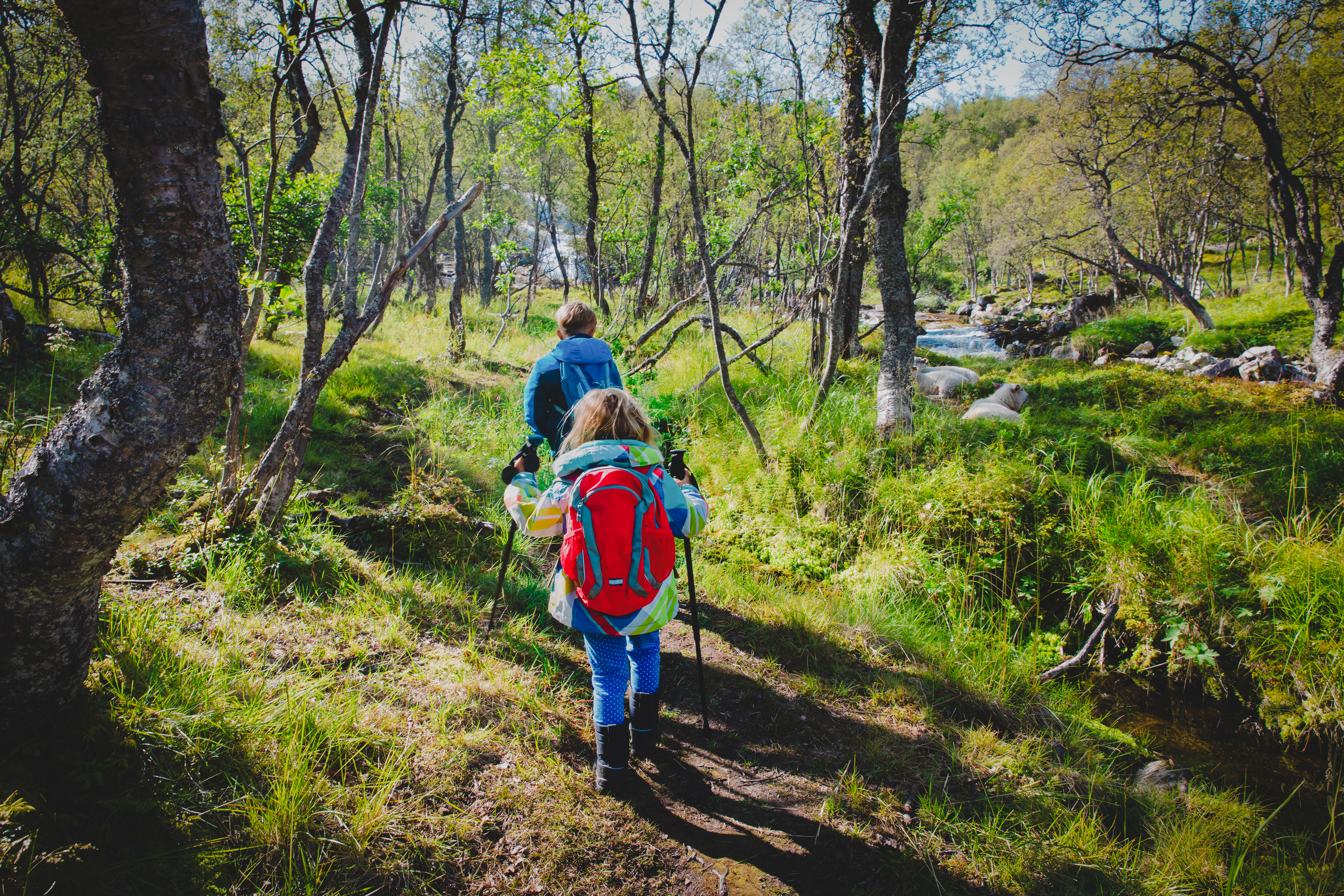Deux enfants marchent en forêt